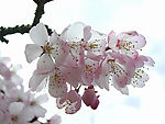 桃花特写