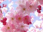 桃花特写