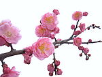 梅花朵朵开