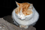 猫咪