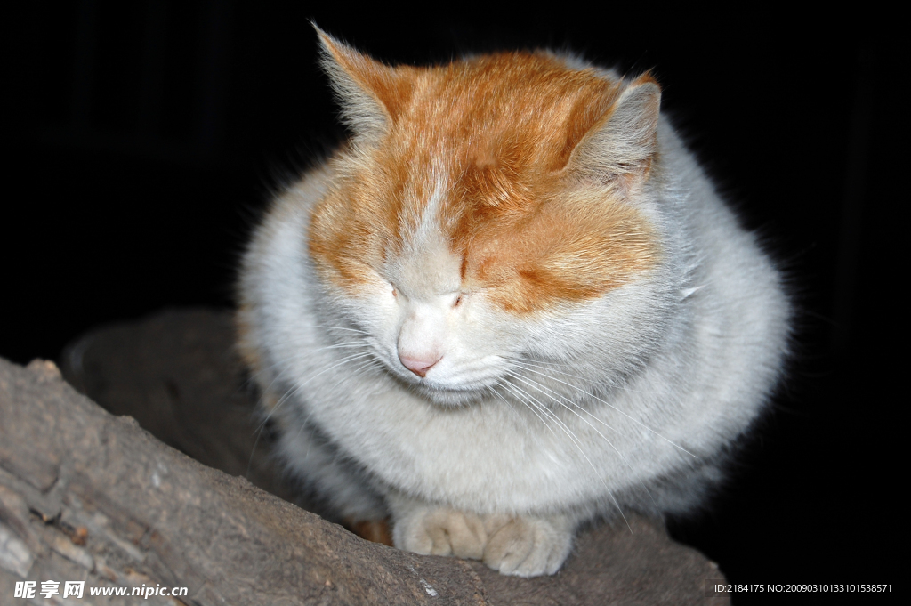 猫咪