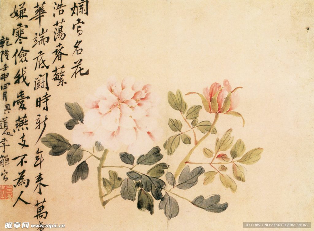 牡丹
