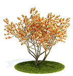 国外精品植物树木灌木3D模型下载图片