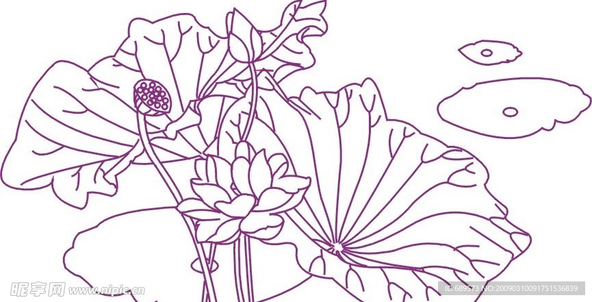 荷花