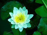 莲花