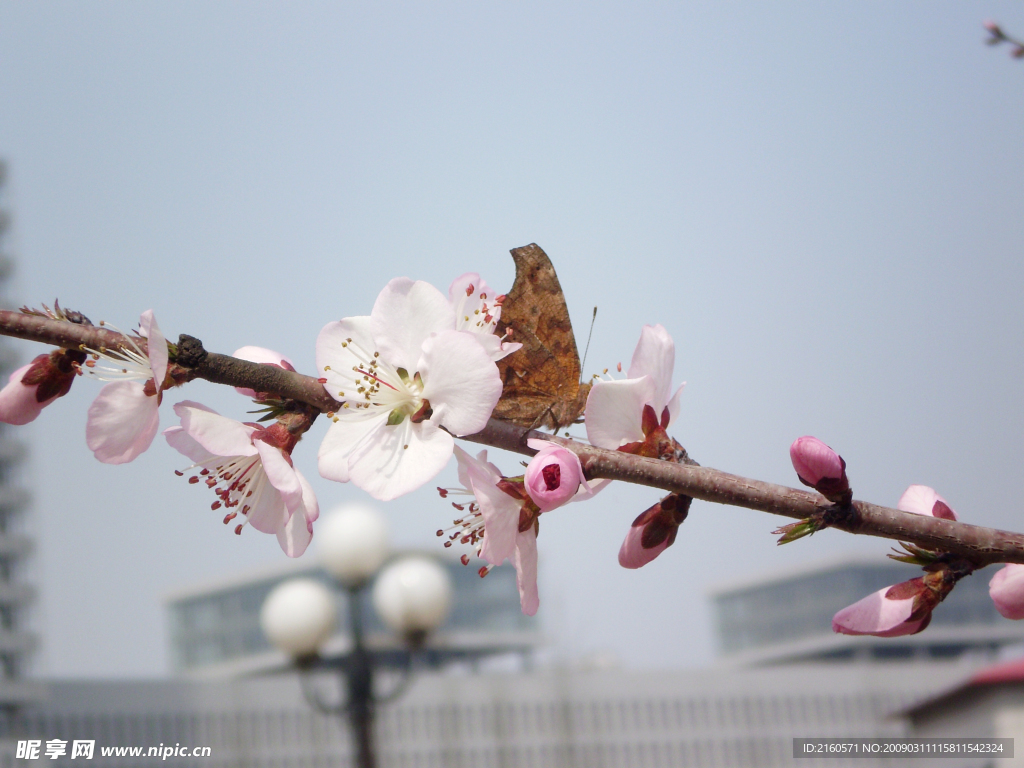 桃花和蝴蝶