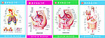 医学解剖图