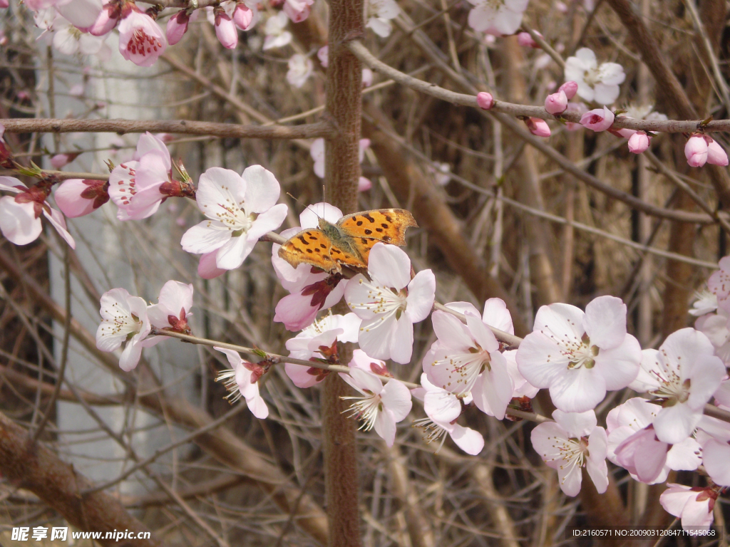 蝴蝶与桃花