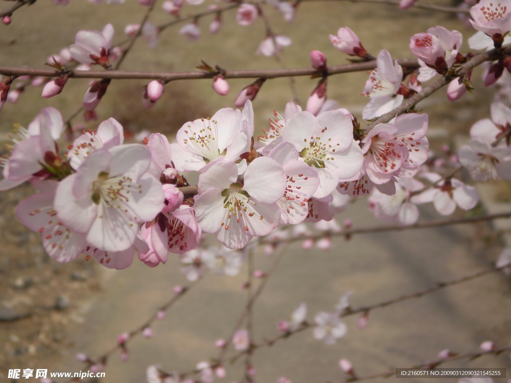 桃花