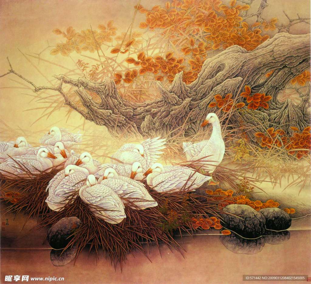 晓露