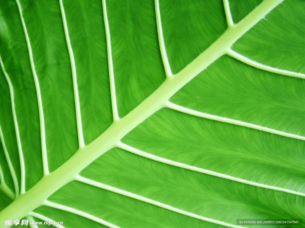 叶子