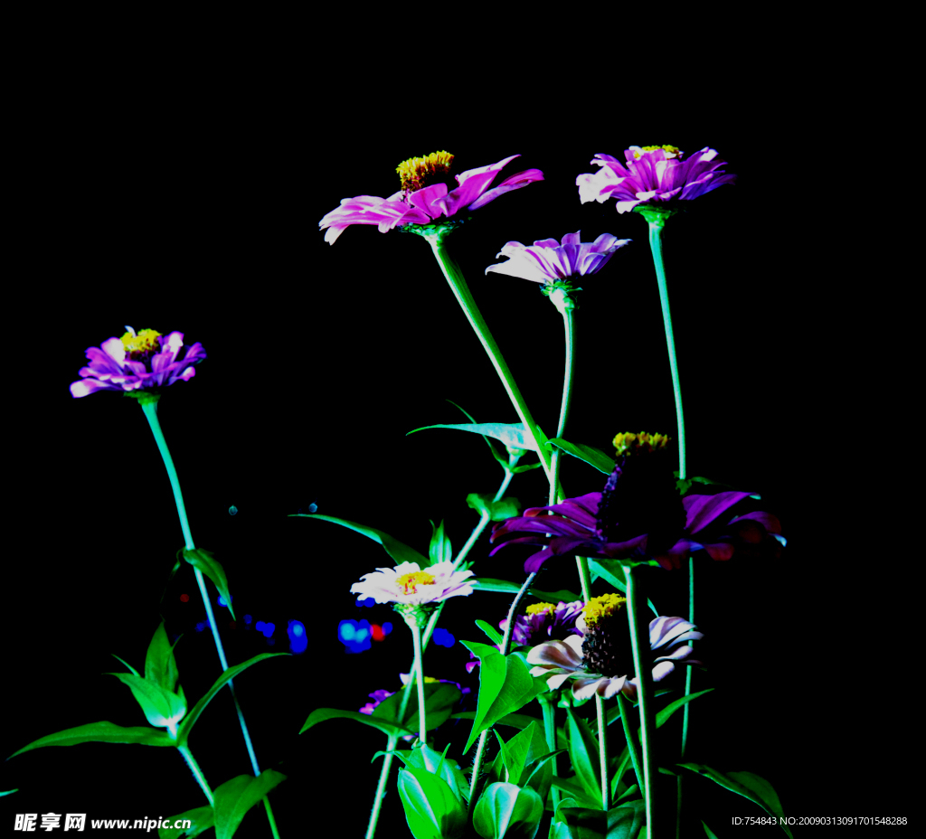 野菊花