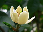 含笑花