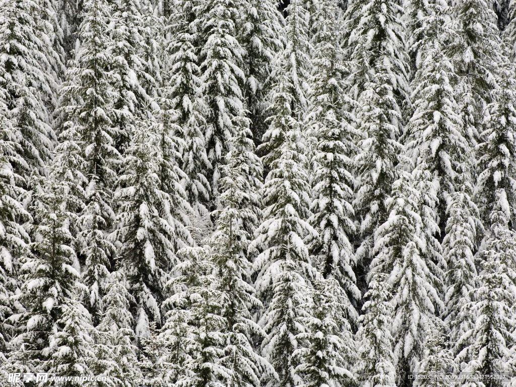 雪景