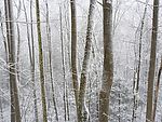 雪景