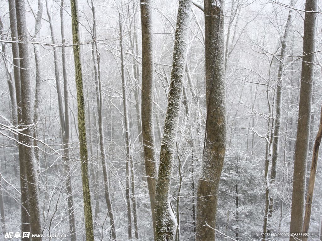 雪景
