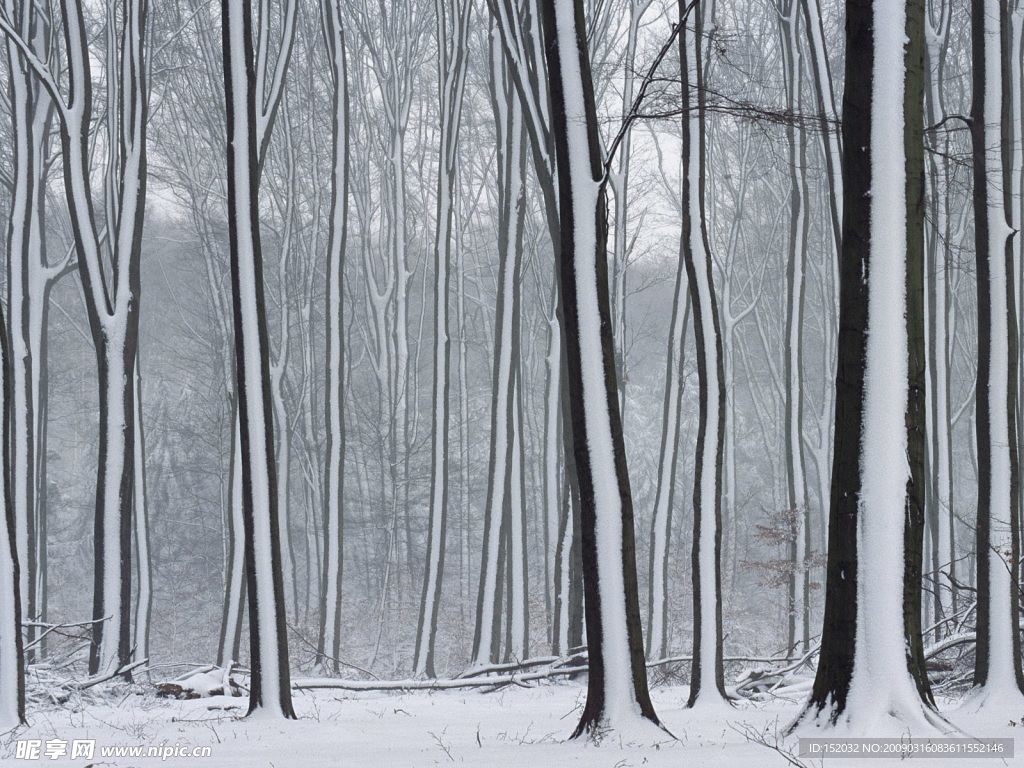 雪景