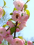 蜜蜂