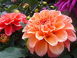 芍药花