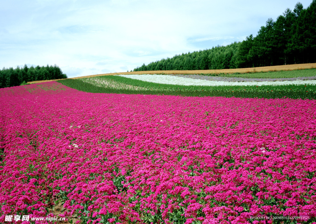 一片花海