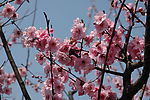 蜂勤梅丽
