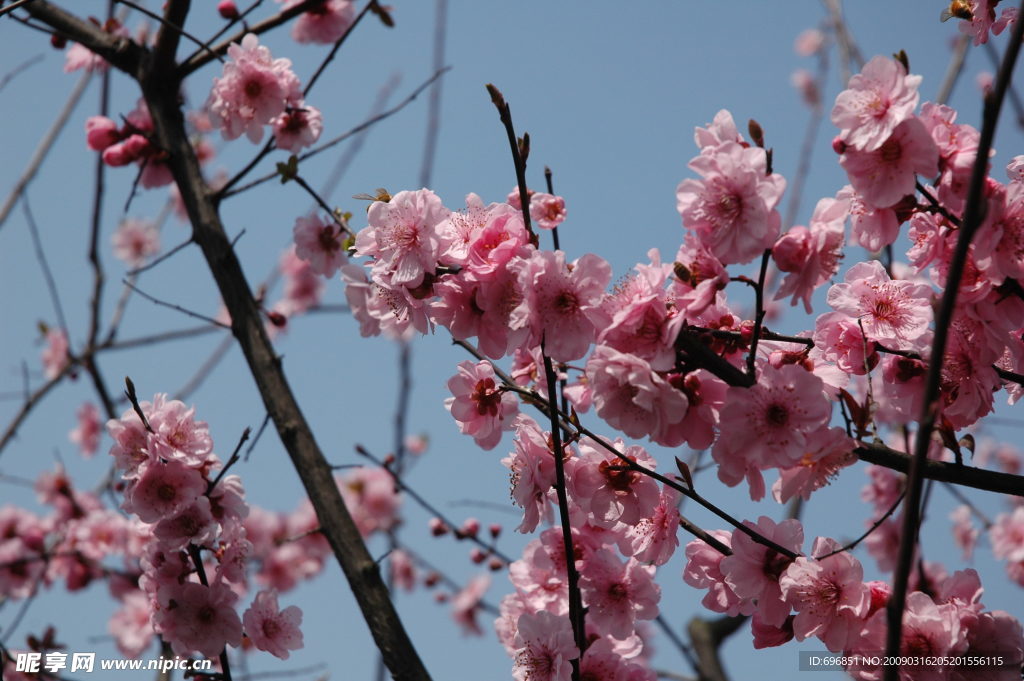 蜂藏红梅