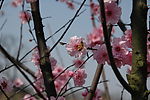 蜂酣梅蕊