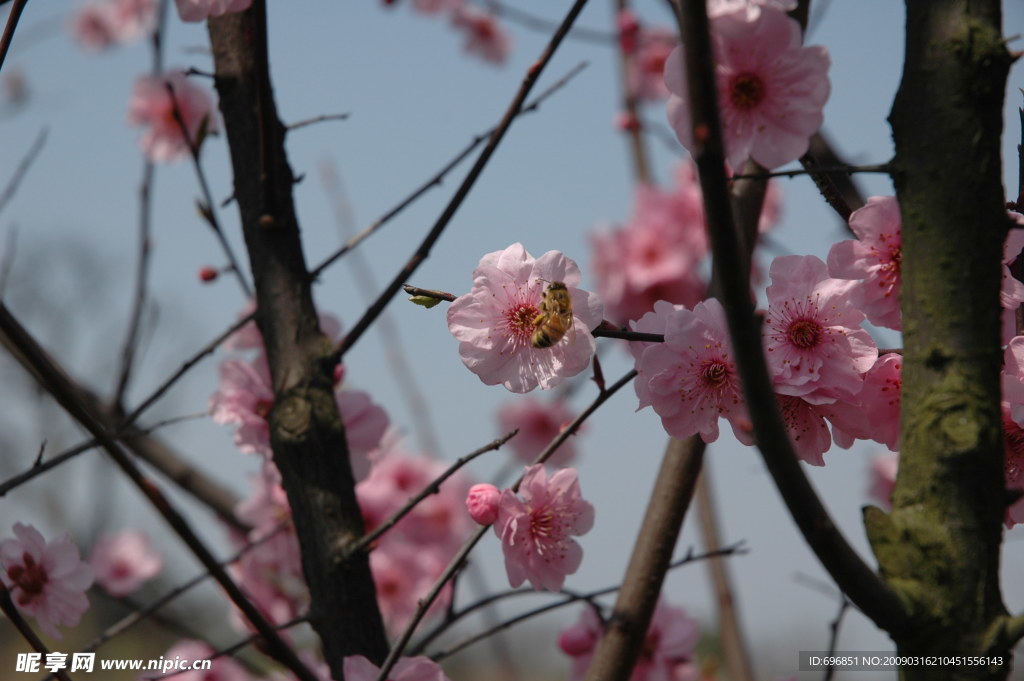 蜂酣梅蕊