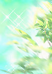 水 天空 树叶