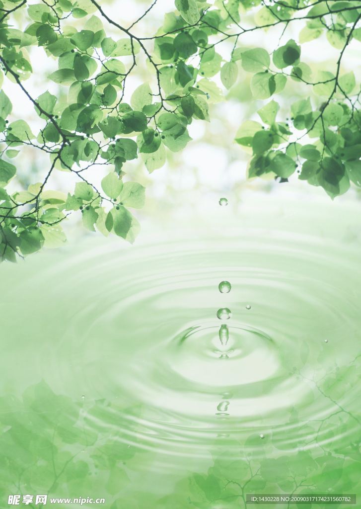 水 树叶水滴 水纹