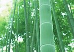 竹林