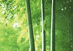 竹林