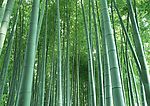 竹林