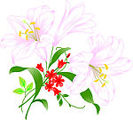 百合花