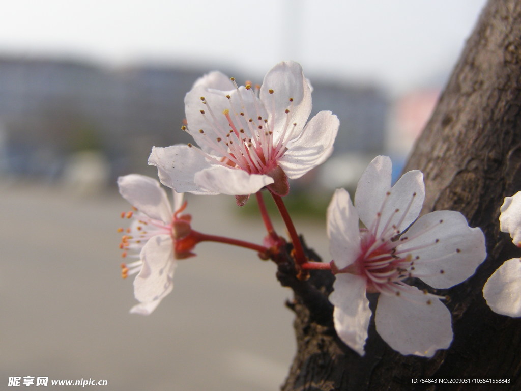 桃花