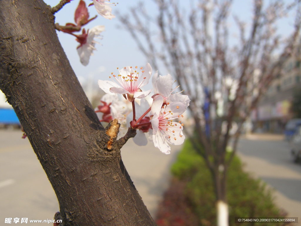 桃花