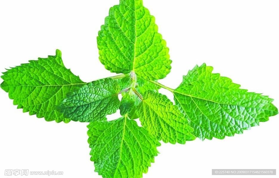薄荷