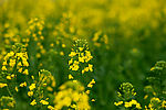 油菜花