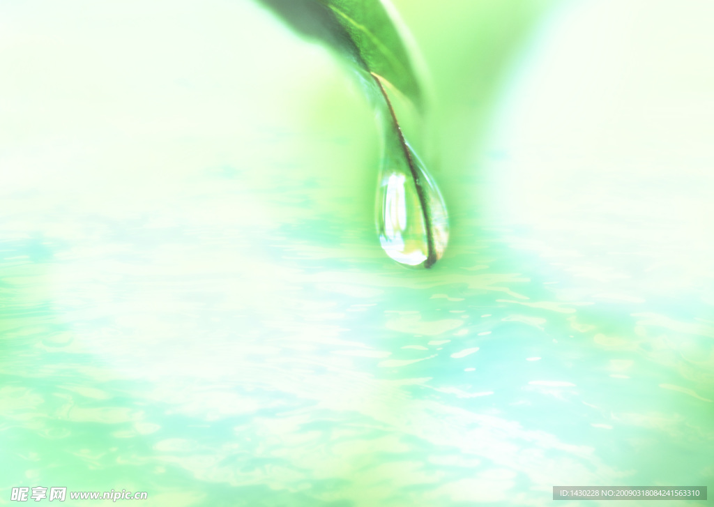 水  叶 水滴 水纹 阳光