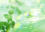 树叶 水滴 水纹 阳光