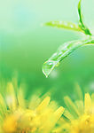 树叶 水滴 花