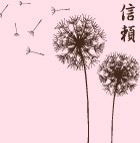 蒲公英