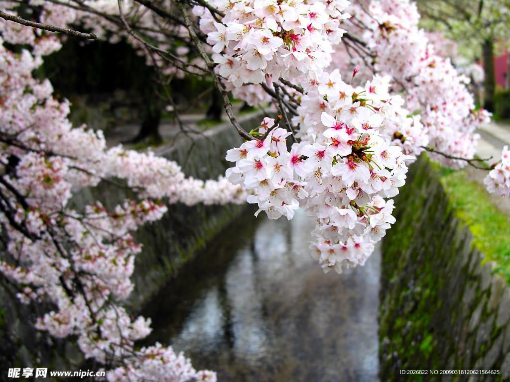 樱花