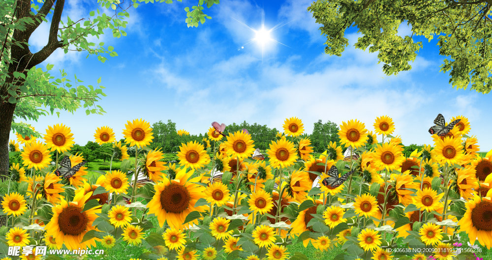 葵花