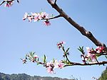 岩山桃花节