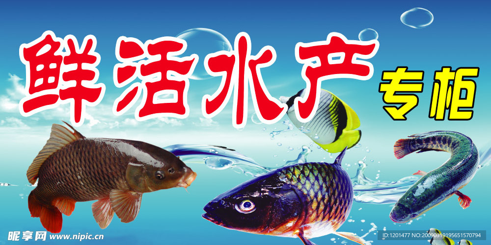 水产  背景  鱼