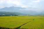 花蓮稻田美景