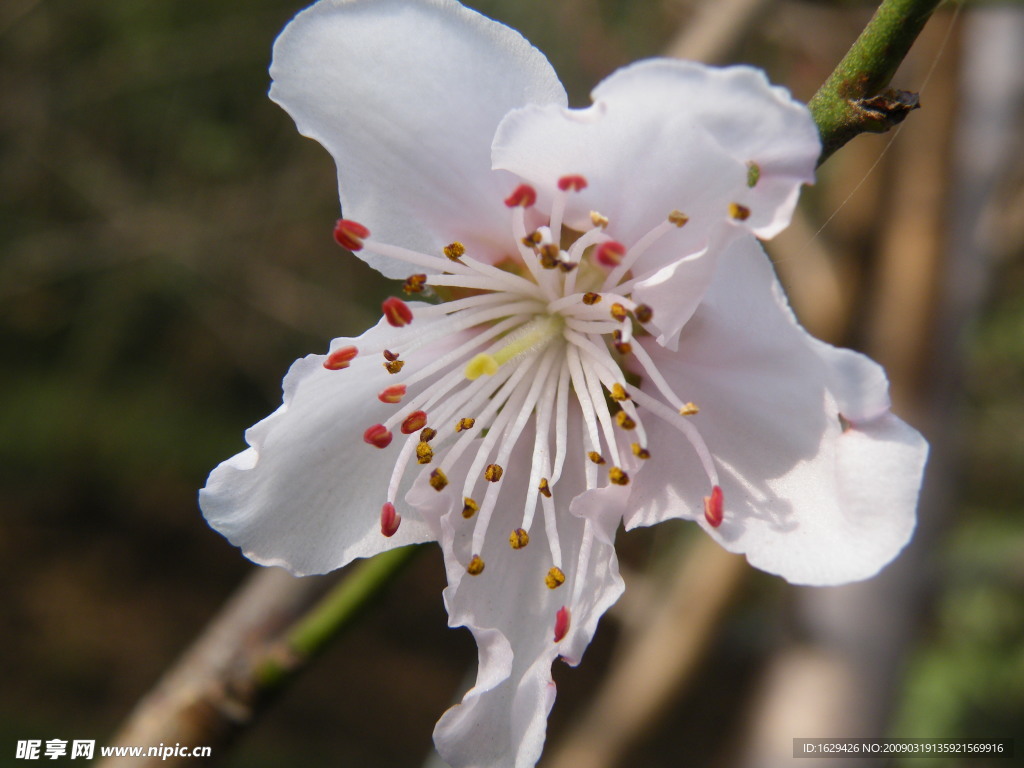 人面桃花