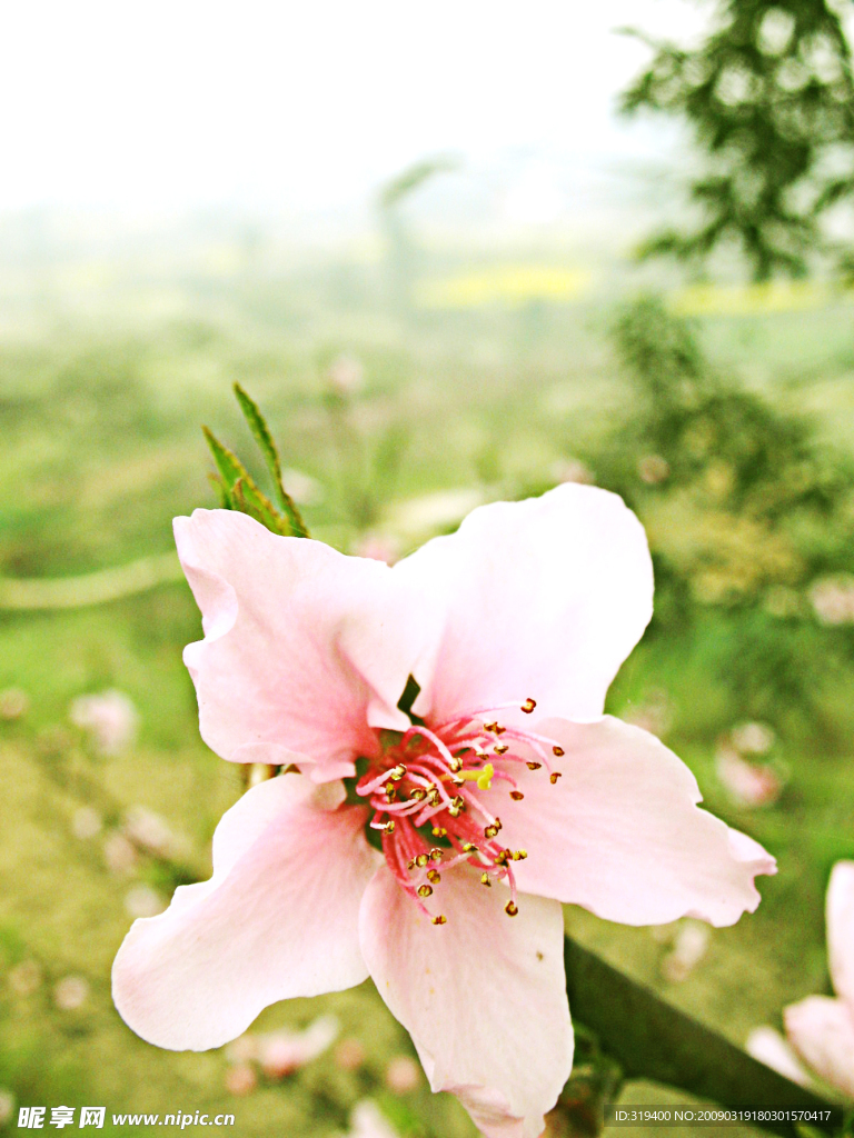 桃花