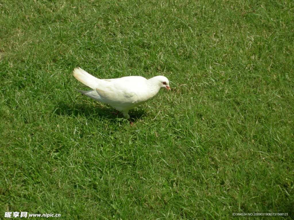 鸽子